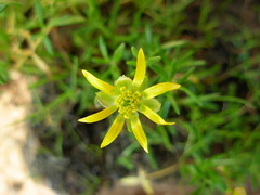 Ranunculus diminutus