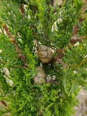 Cupressus sempervirens