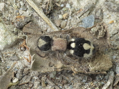 Ronisia barbarula