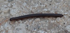 Orthoporus