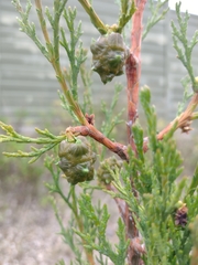 Cupressus sempervirens
