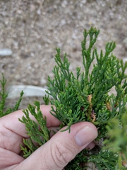 Cupressus sempervirens