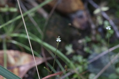 Stylidium tenerum