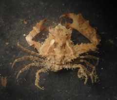 Parthenopoides massena