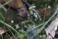 Stylidium tenerum