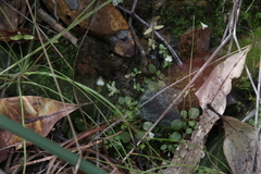 Stylidium tenerum