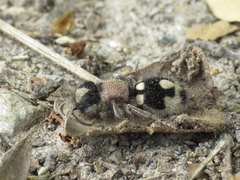 Ronisia barbarula