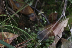 Stylidium tenerum