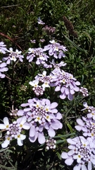 Iberis procumbens