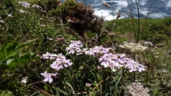 Iberis procumbens
