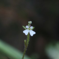 Stylidium tenerum