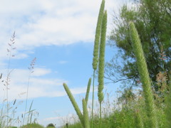 Cynosurus cristatus
