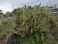 Austrocylindropuntia subulata