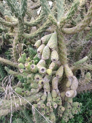 Austrocylindropuntia subulata