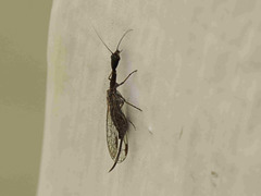 Harraphidia laufferi