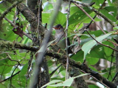 Catharus mexicanus