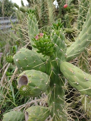 Austrocylindropuntia subulata