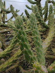 Austrocylindropuntia subulata
