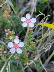 Euryomyrtus ramosissima ramosissima