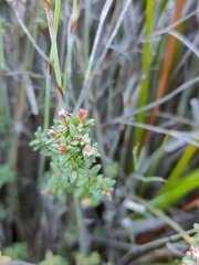 Euryomyrtus ramosissima ramosissima