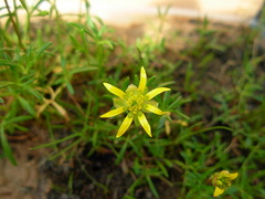 Ranunculus diminutus