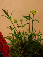 Ranunculus diminutus