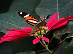 Heliconius ethilla narcaea