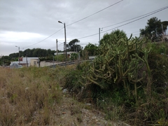 Austrocylindropuntia subulata