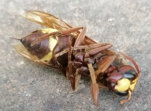 Photo of Oriental Hornet (Vespa orientalis)