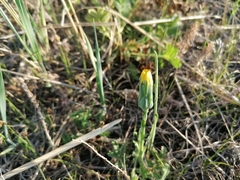 Takhtajaniantha austriaca