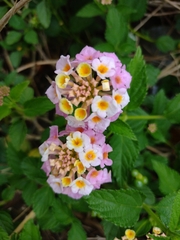 Lantana × strigocamara