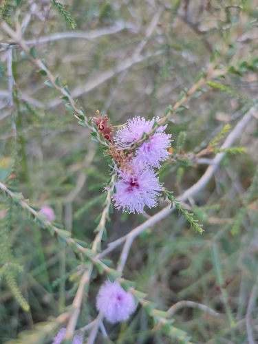 Image of Melaleuca gibbosa by (c) Tony van Kampen, some rights reserved (CC BY)