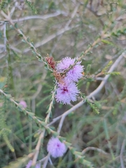 Melaleuca gibbosa