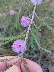 Melaleuca gibbosa