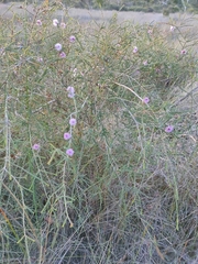 Melaleuca gibbosa