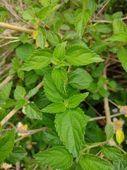 Lantana × strigocamara