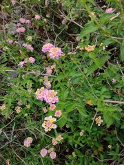 Lantana × strigocamara