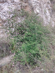 Lantana × strigocamara