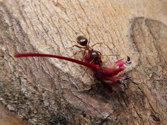 Lasius hayashi