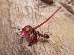 Lasius hayashi