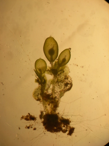 Riella halophila