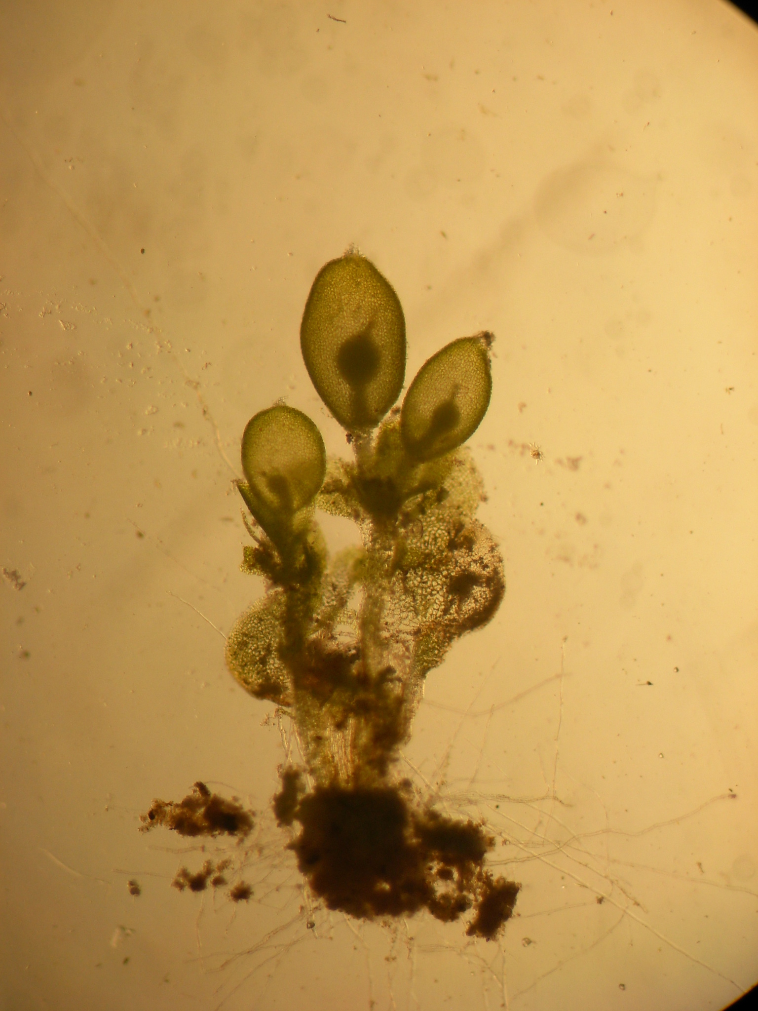 Riella halophila