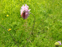 Zygaena purpuralis