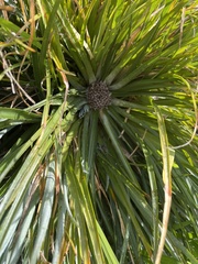 Fascicularia bicolor