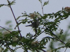 Curruca curruca