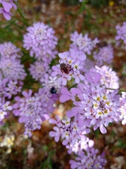 Iberis ciliata