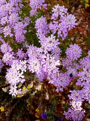 Iberis ciliata