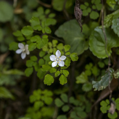 Dichocarpum adiantifolium