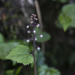 Tiarella polyphylla