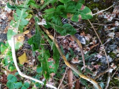 Puccinia dioicae silvatica